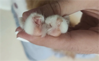 指甲猫多少钱一只幼崽