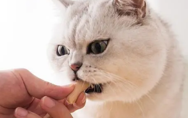 双汇火腿肠可以喂猫吗