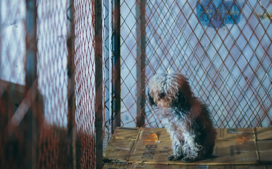 遗弃宠物频发、收容力量有限，城市里的流浪犬该怎么处理？