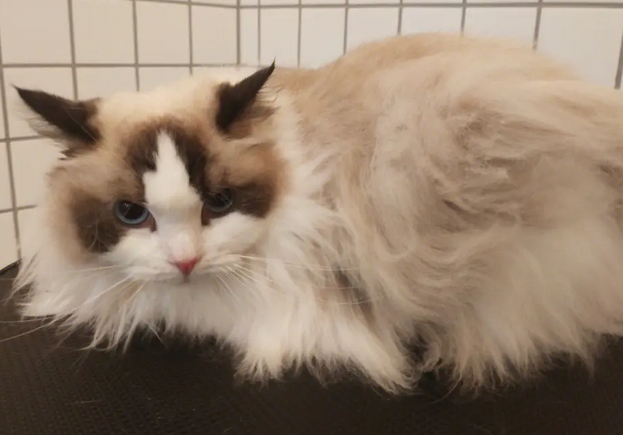 布偶和蓝猫串出来值钱吗