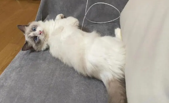 温顺的意思