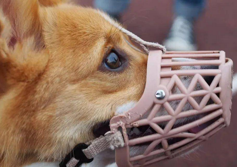 养犬守规矩 文明不掉队：携犬出入公共场所，不该