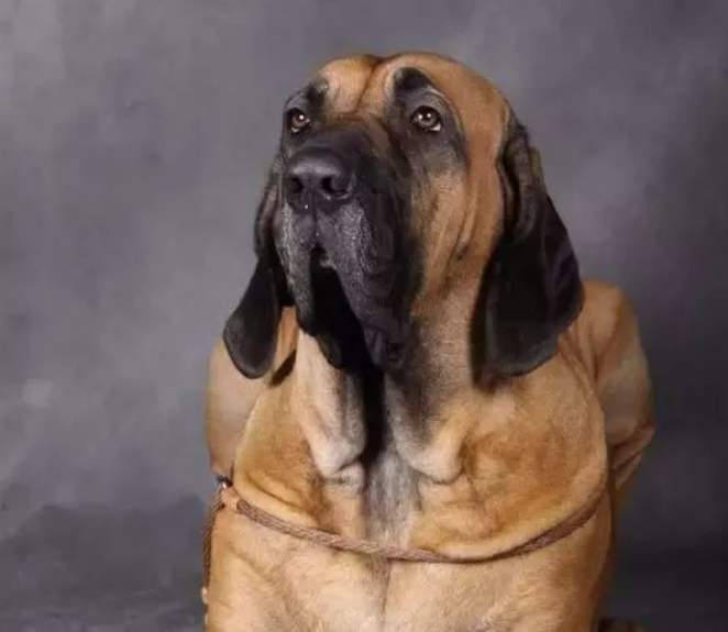 它是珍贵的巴西追踪犬，有着超强的追踪能力——巴西菲勒
