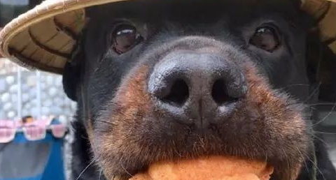 没见过这么会讨人欢心的罗威纳，真是给猛犬丢脸了！