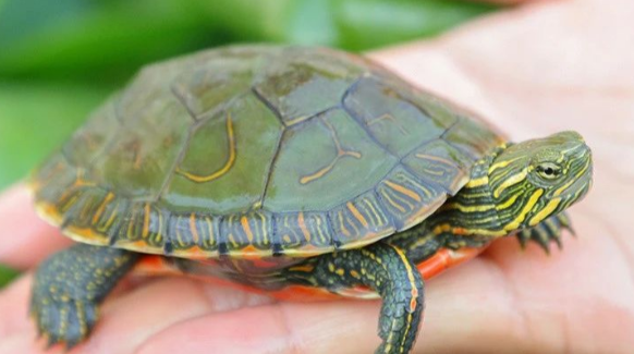 观赏新宠---西锦龟