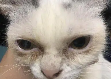 猫咪脸上总是有泪痕,该怎么解决? 猫咪脸上总是有泪痕,该怎么解决?