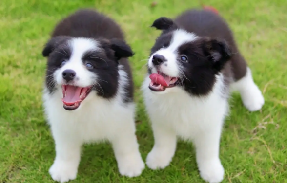 边牧犬最容易得的病 边牧犬最容易得的病
