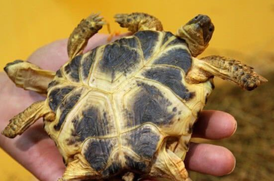 巴西龟长有双头六脚，养龟四十多年第一次见，对待它如宝贝似的