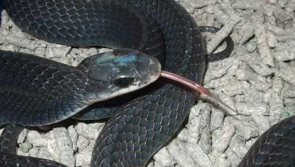 哪种宠物蛇不咬人又温顺