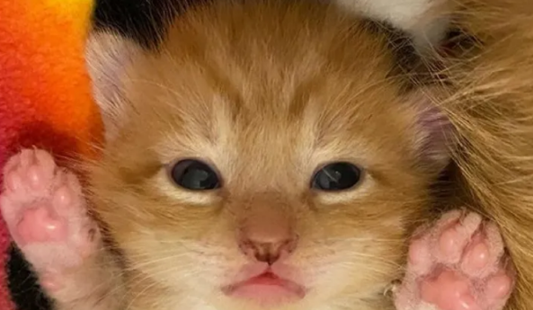 家猫怀孕肚子大得离谱,只因铲屎官这一错误,让猫咪母子陷入危机 家猫怀孕肚子大得离谱,只因铲屎官这一错误,让猫咪母子陷入危机