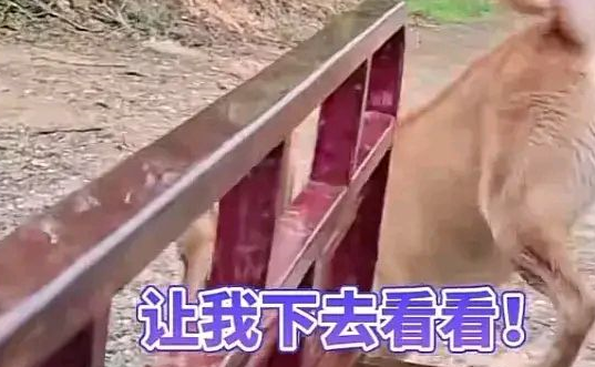imag广东惠州路面积水男子不敢开车过去,小狗勇敢探路,叫主人快过来 imag广东惠州路面积水男子不敢开车过去,小狗勇敢探路,叫主人快过来