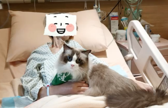 漂亮布偶猫当治疗猫，一动不动陪老人复健，画面暖哭~