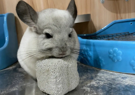 龙猫一个月开销多少钱