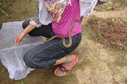 养蛇的女人会越来越像蛇 养蛇的女人会越来越像蛇