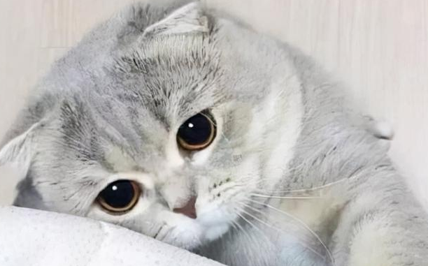 猫咪意外中毒怎么办?3个步骤一起拯救猫命 猫咪意外中毒怎么办?3个步骤一起拯救猫命