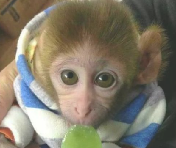 袖珍猴子可以养吗
