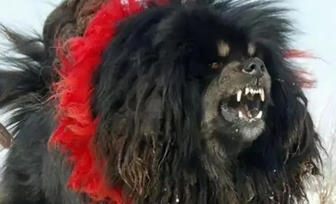 鬼獒的攻击性是藏獒的几十倍，遇上巨型比特犬谁能笑到最后？