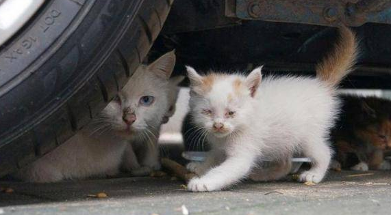 为什么说宠物猫不能流浪？看看这只英短猫，你就知道了！