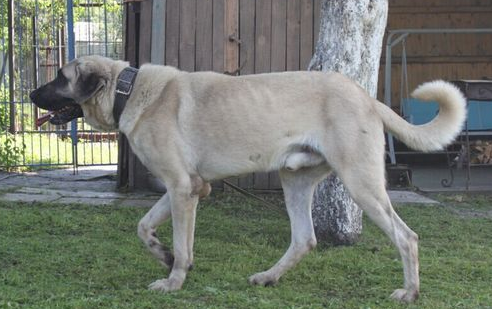 坎高犬，世界上唯一被视为国宝的猛犬，并禁止出口！