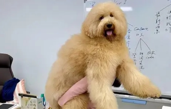 巨贵犬多少钱一只