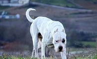 杜高犬幼崽多少钱一只
