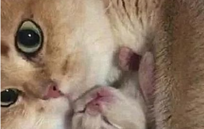 猫咪生下一名独子,铲屎官想抚摸一下,却被喵的眼神硬生生劝退了 猫咪生下一名独子,铲屎官想抚摸一下,却被喵的眼神硬生生劝退了