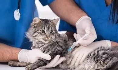蓝猫打疫苗一共多少钱