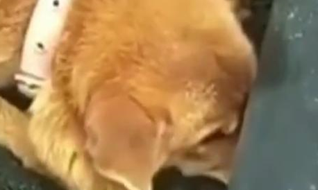 幼崽不幸夭折,狗妈妈忍痛不停用爪子挖洞埋葬,太心酸了! 幼崽不幸夭折,狗妈妈忍痛不停用爪子挖洞埋葬,太心酸了!