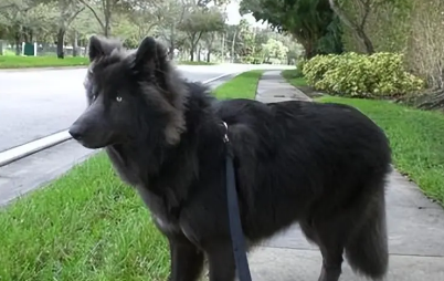 如何买到蓝湾牧羊犬 如何买到蓝湾牧羊犬