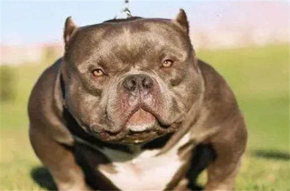 比特犬和恶霸犬谁厉害