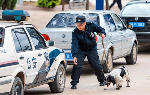 全国铁路公安机关开展警犬搜爆战训比赛提高实战水平