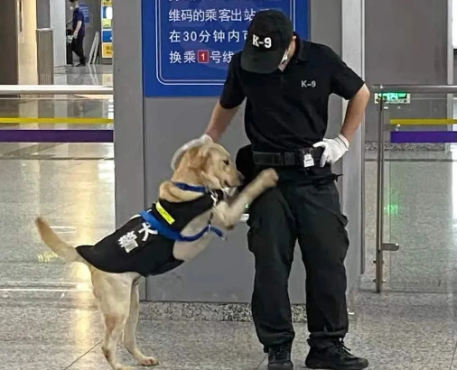 警犬在训练时钻到嫌犯裤裆下傻笑,这也太不正经了哈哈哈... 警犬在训练时钻到嫌犯裤裆下傻笑,这也太不正经了哈哈哈...