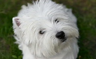 西高地犬最漂亮的图片