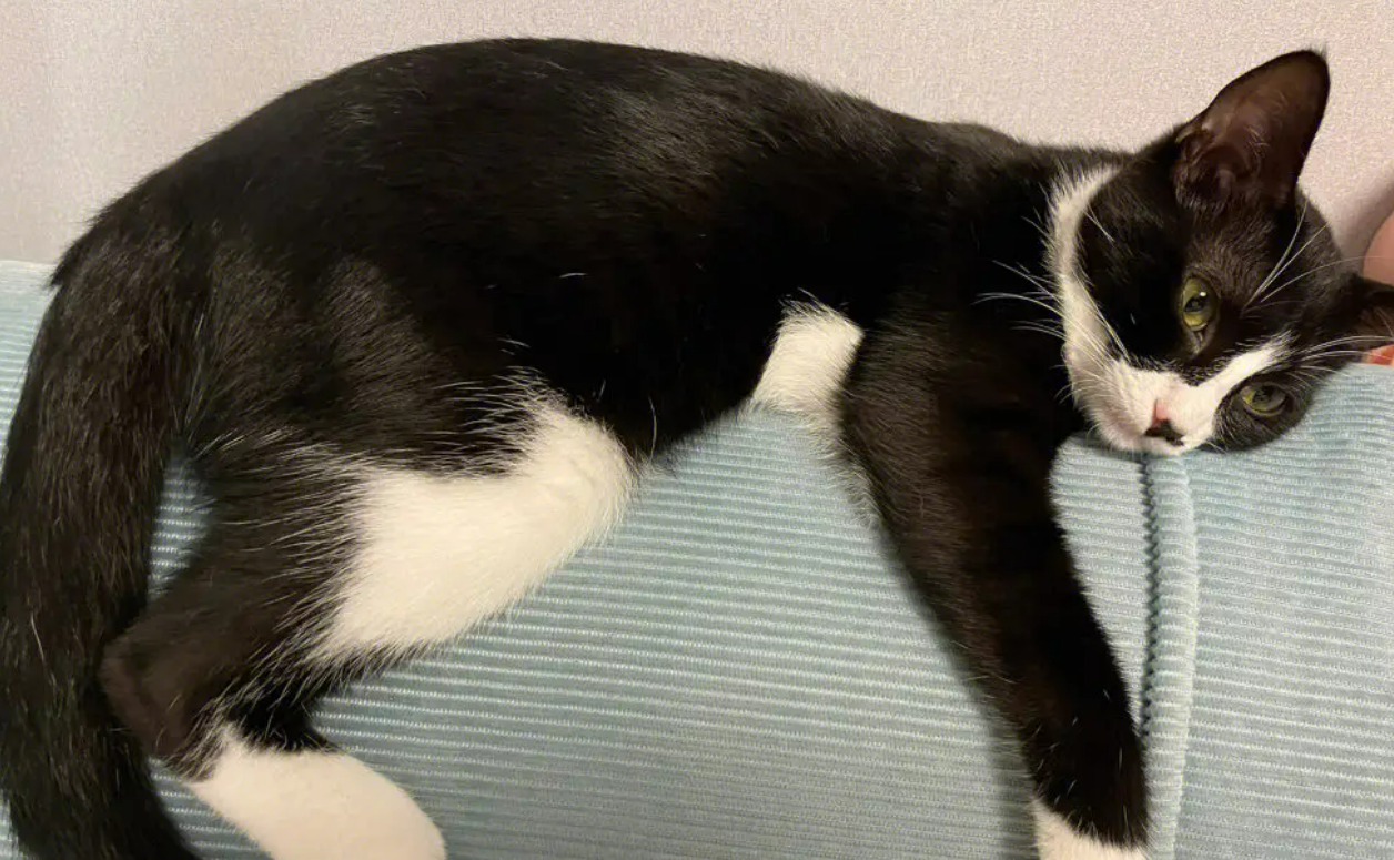 为什么有橘猫、奶牛猫、三花猫？