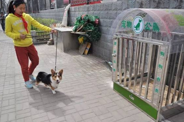 “宠物公厕”上线 文明养犬有方法 “宠物公厕”上线 文明养犬有方法