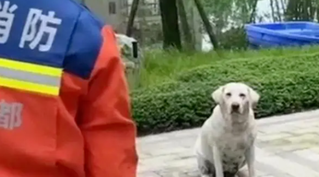 拉布拉多都爱看戏吗?又一只拉拉一本正经的看着两只柴犬打架 拉布拉多都爱看戏吗?又一只拉拉一本正经的看着两只柴犬打架