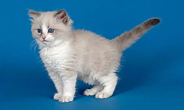 蓝色的猫动画片