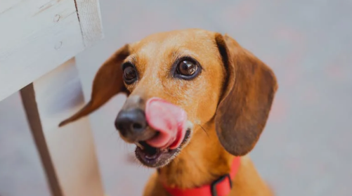 马犬怎么看纯不纯 马犬怎么看纯不纯