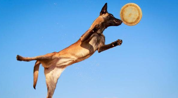 比利时马林诺斯犬警觉性高,工作犬的挑选最佳犬种 比利时马林诺斯犬警觉性高,工作犬的挑选最佳犬种