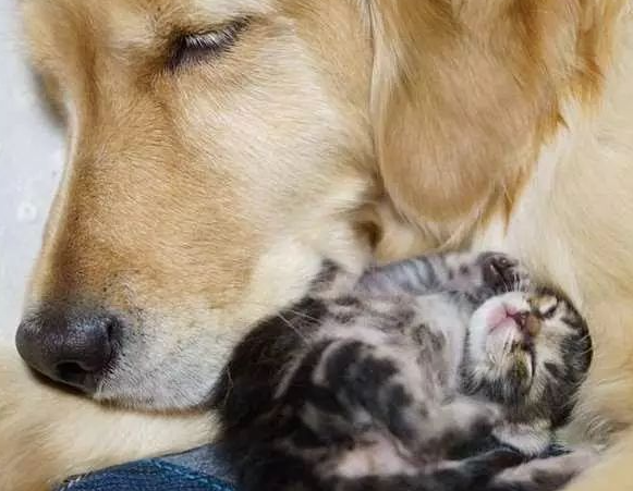 黄金猎犬母爱爆发,主动照顾被妈妈抛弃的小猫,一狗一猫融化人心 黄金猎犬母爱爆发,主动照顾被妈妈抛弃的小猫,一狗一猫融化人心
