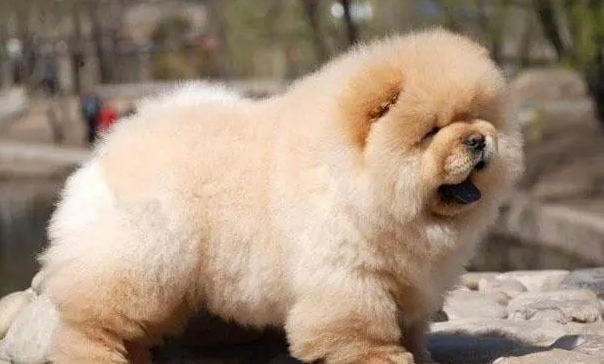 松狮犬的价格大概在多少钱 松狮犬的价格大概在多少钱