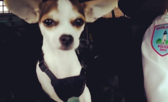 吉娃娃也能加入警队？盘点冷门警犬