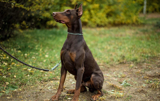 艾分杜宾犬,又称猴面梗 艾分杜宾犬,又称猴面梗