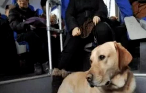 女子带导盲犬坐公交竟遭女乘客脚踹,司机怒怼:你下去! 女子带导盲犬坐公交竟遭女乘客脚踹,司机怒怼:你下去!