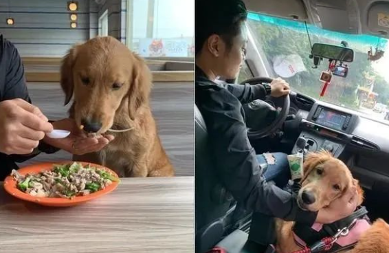 老公与黄金猎犬一起甜蜜赏风景，一个举动让她超心寒！