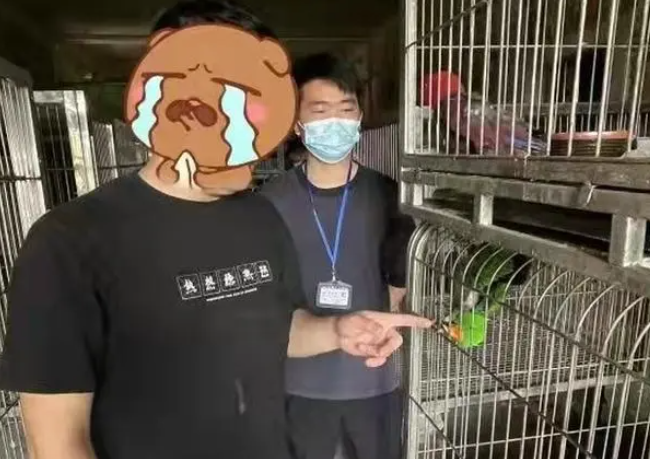 网购一只“会说话的鹦鹉”，福建一男子被判拘役3个月惹争议