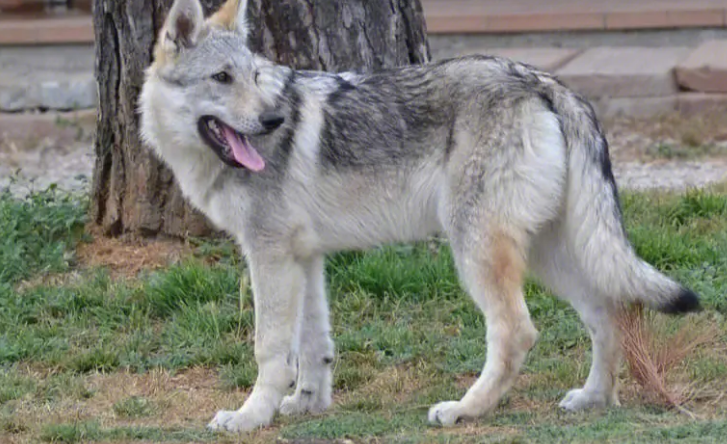 捷克狼犬会伤害主人吗