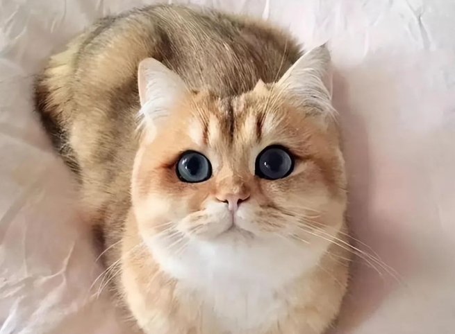 猫界3大“臭猫”和3大“香猫”,你养了哪种? 猫界3大“臭猫”和3大“香猫”,你养了哪种?