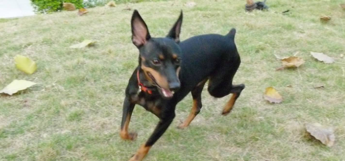 迷你宾莎犬优点和缺点