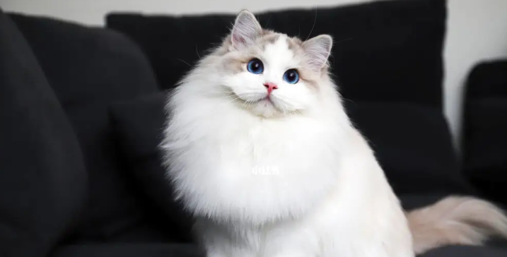 布偶猫好养吗 布偶猫好养吗